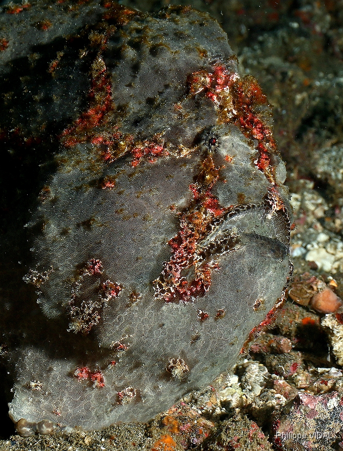 Bali 2016 - Painted frogfish - Antenaire peint - Antennarius pictus - IMG_6101_rc.jpg